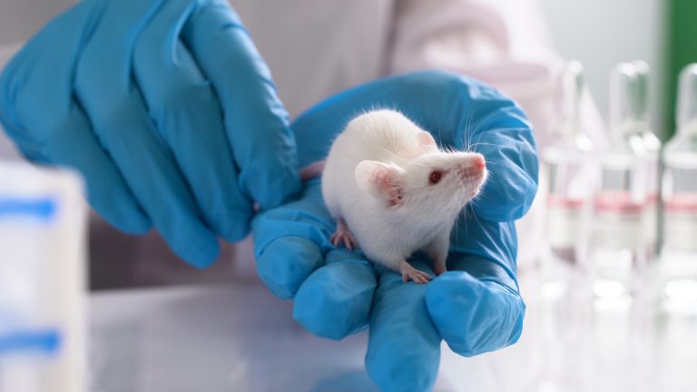 testing drugs and vaccine on mice