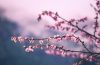 Photo of cherry blossoms on a branch with a blurred background