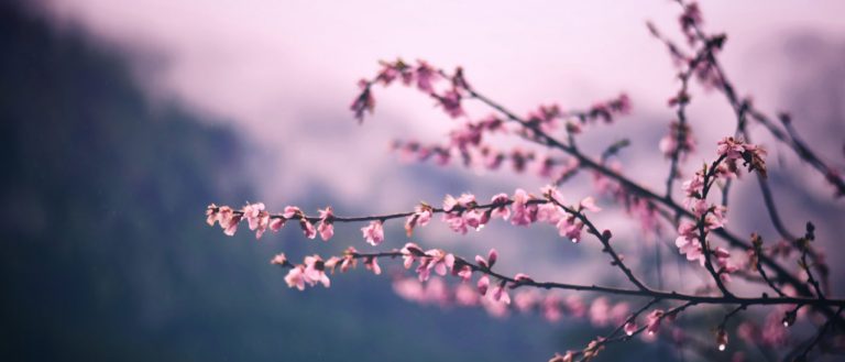 Photo of cherry blossoms on a branch with a blurred background