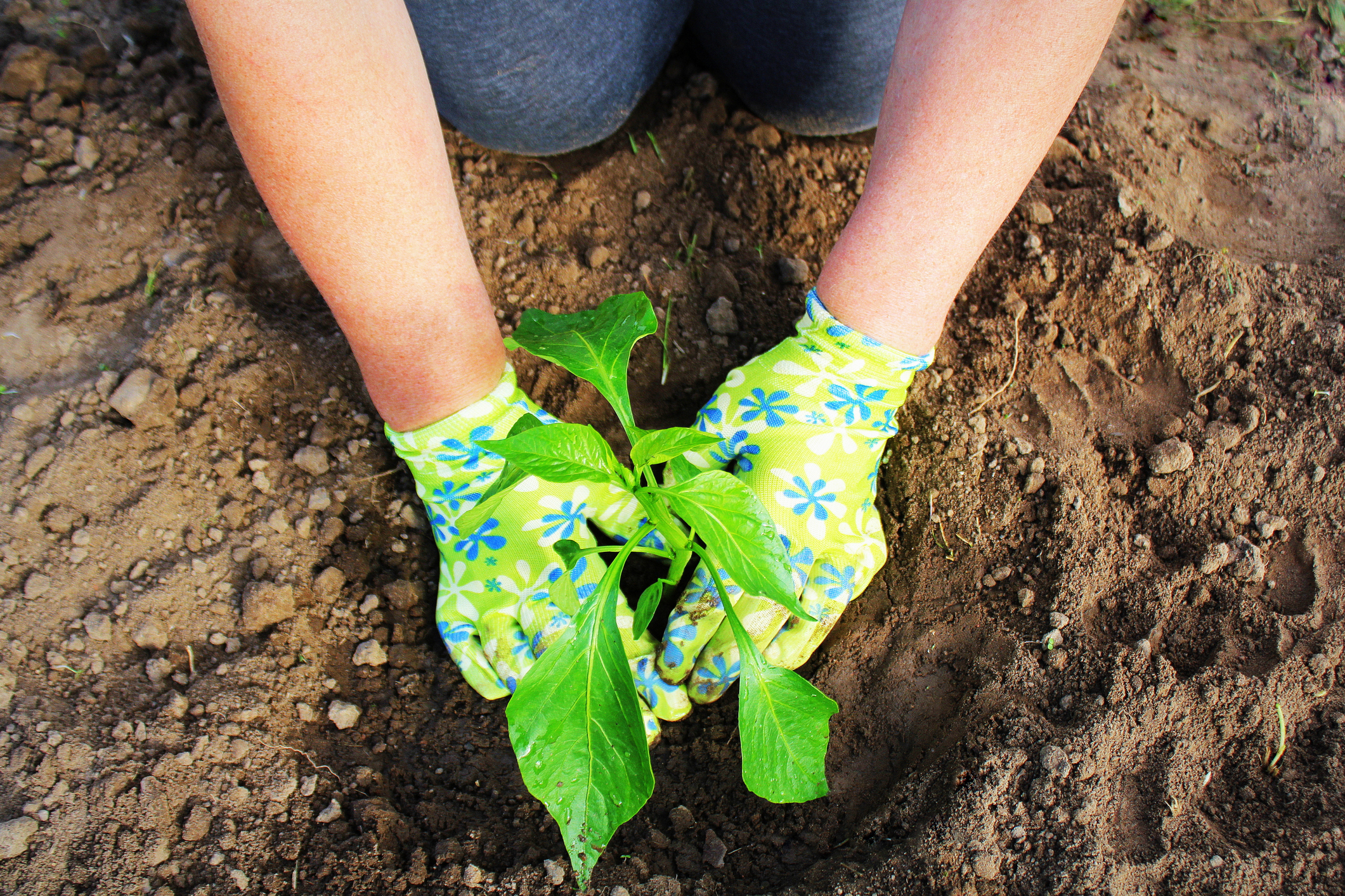Women's hands planting a young plant of pepper in the ground. Planting paprika seedlings.