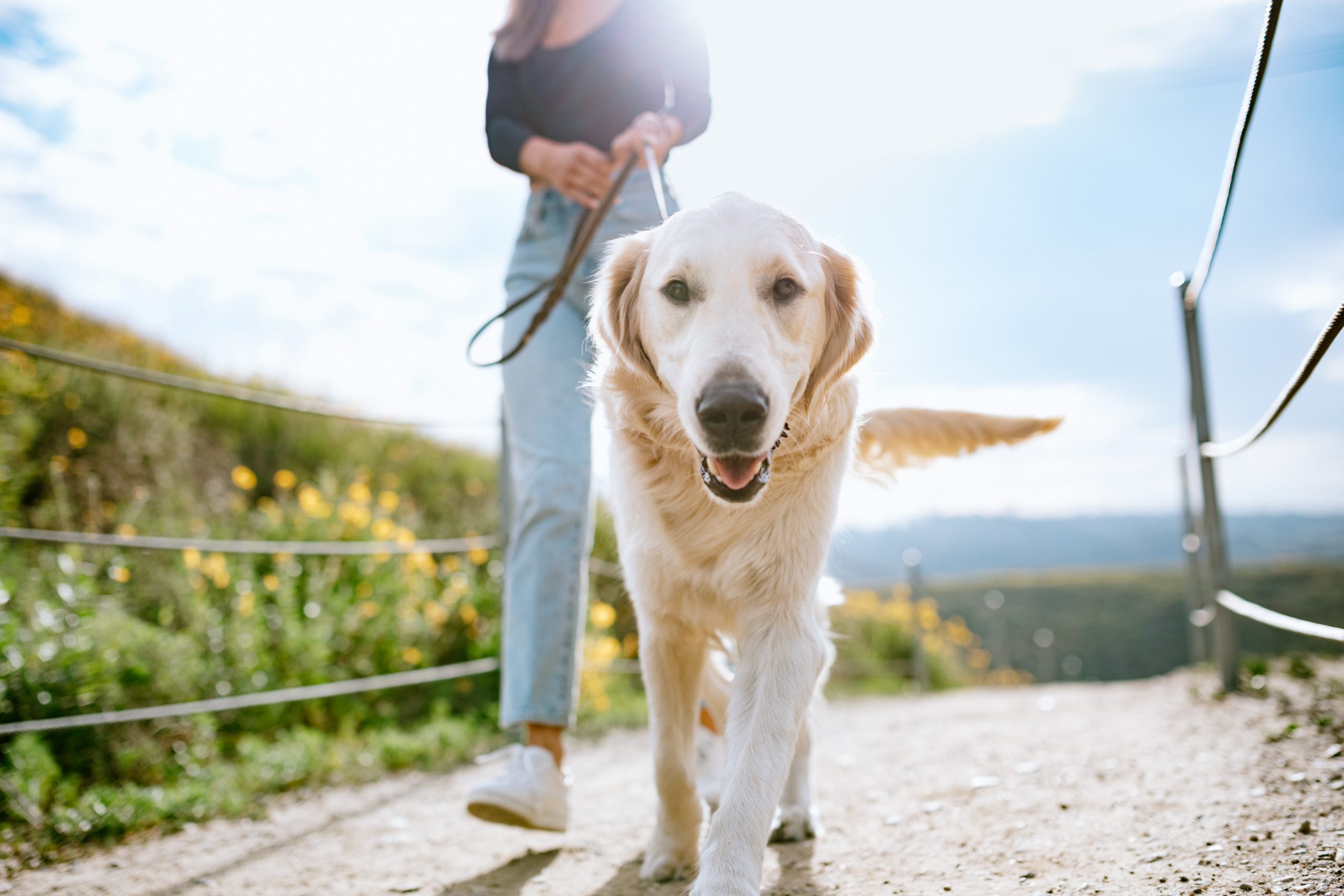 A Golden Retriever gets close up and personal with the camera while outdoors walking with his owner in a Los Angeles county park in California on a sunny day. Relaxation exercise and pet fun at its best.
