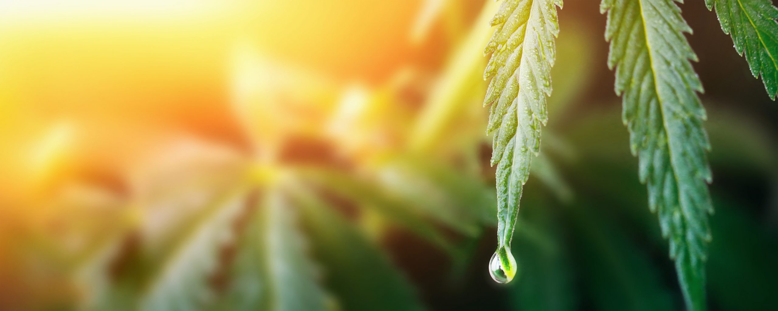 Large drop on the edge of hemp leaf, CBD oil cannabis concept, hemp oil, medicine products. Cannabidiol or CBD cannabis