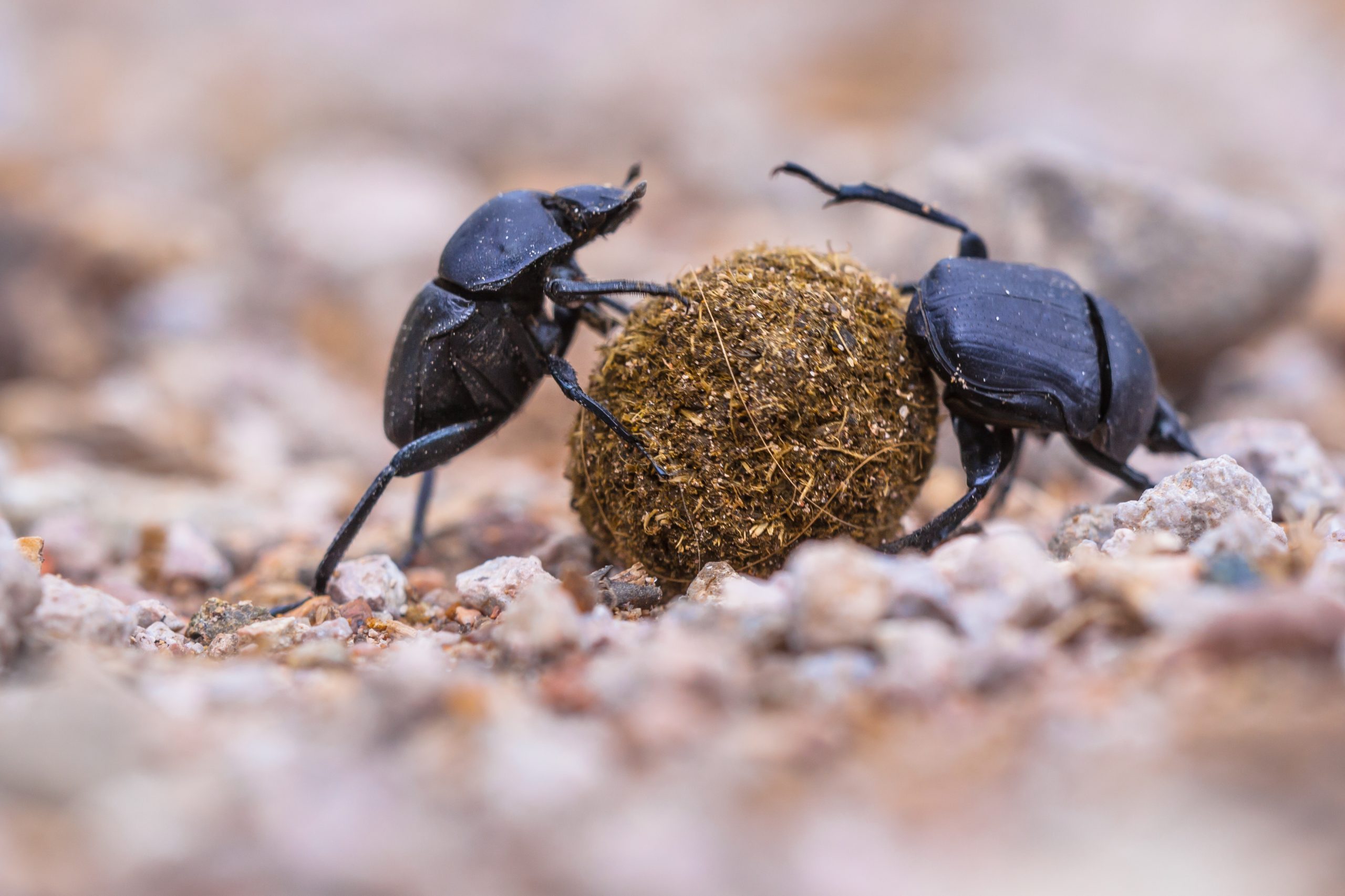 Two plugging dung beetles