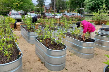 Photo of members of the community working on tomato plants growing in raised metal beds at the Garden@Case