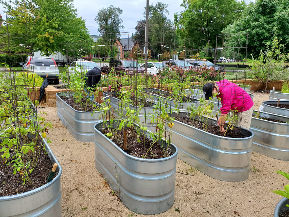 Photo of members of the community working on tomato plants growing in raised metal beds at the Garden@Case
