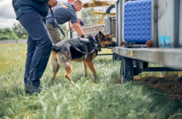 Officers with German Shepherd dogs inspecting baggage and searching for illegal drugs or explosives on the street