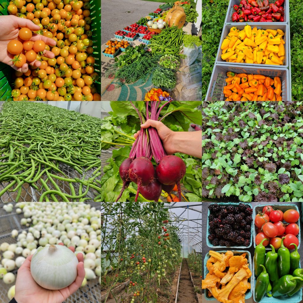 Photo collage of images showing produce grown at university farm, including tomatoes, onions, beets, peppers, peas, greens, onions and more