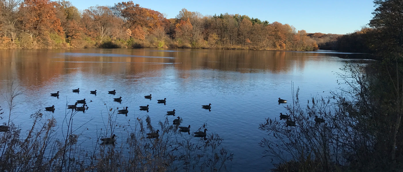 Photo of Shaker Lakes with ducks on the water and trees covered in fall foliage in the background