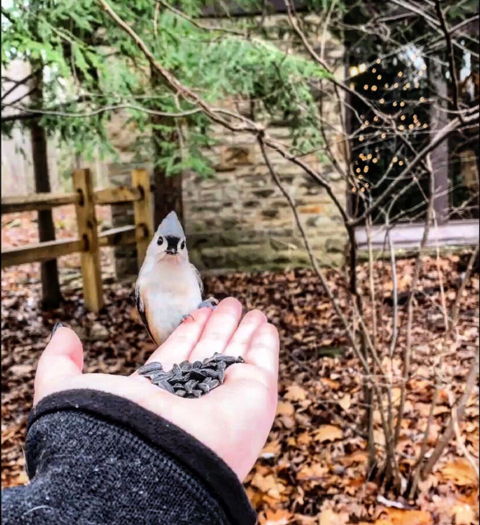 Photo of a chickadee sitting in a hand holding seeds
