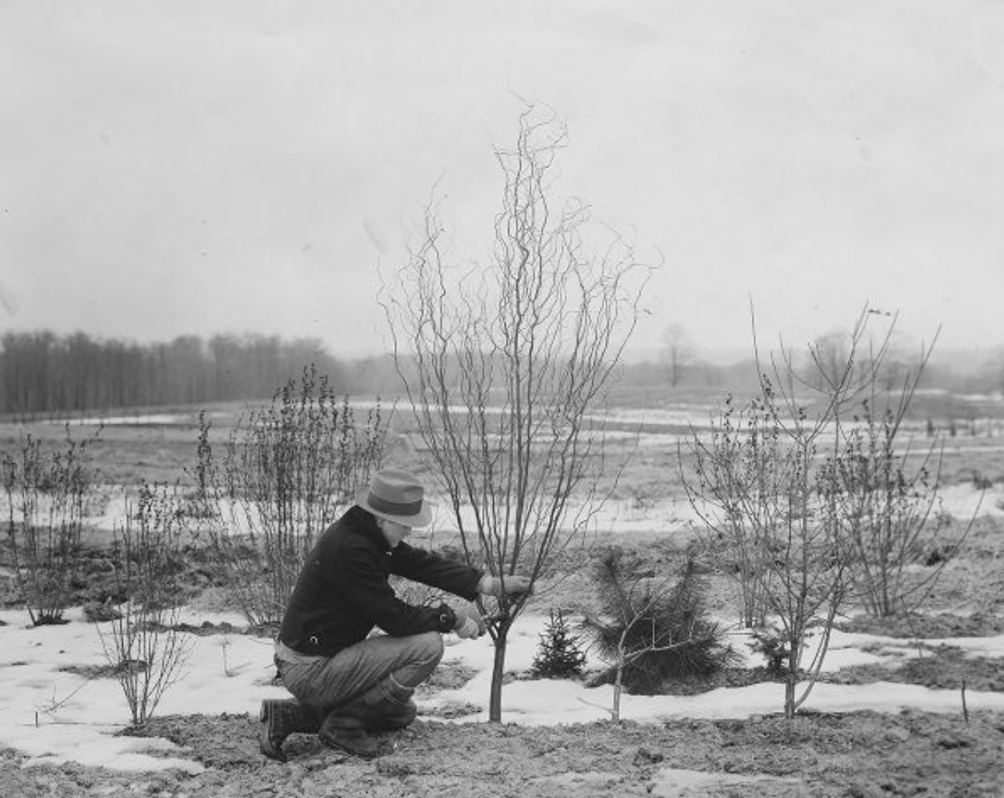 black and white view of man wearing work clothes and hat on one knee next to a small tree and using a small tool to cut a branch / patches of snow on ground / small trees in foreground / field in background / bare trees in distant background