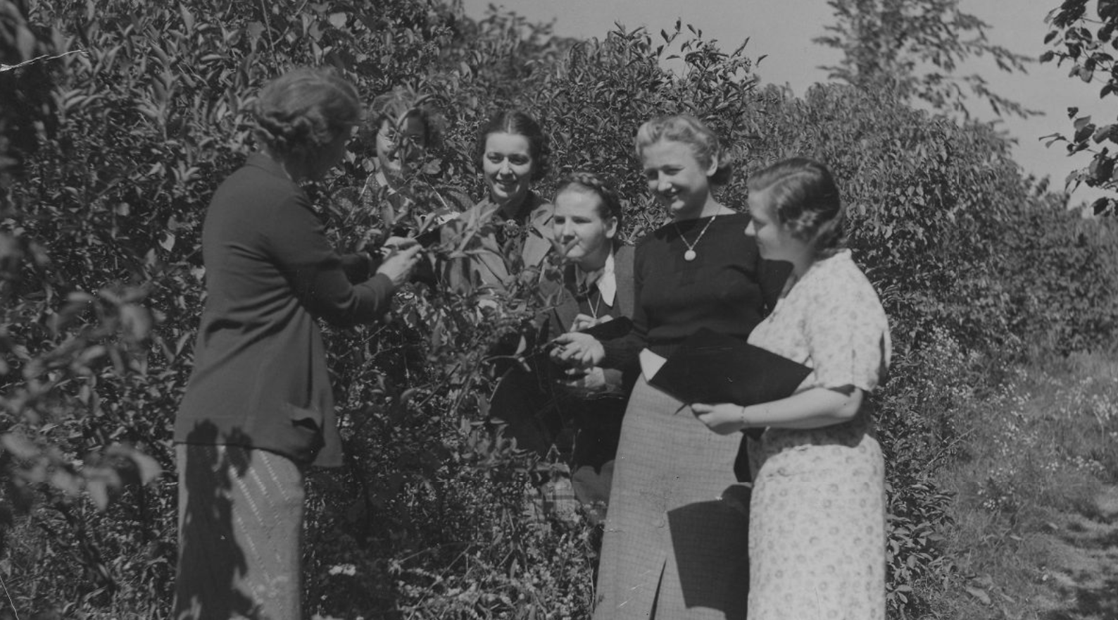 black and white view of 6 women wearing dresses, back view of 1 wearing dress and holding part of a plant, 5 women stand next to each other in a semi-circle looking at the plant, with 2 of the women are holding notebooks / row of tall leafy plants in background / outdoors