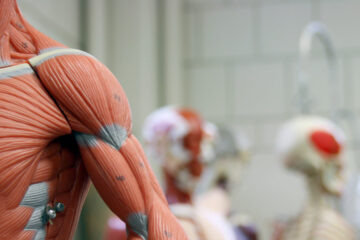 Photo showing the arm and chest of an anatomical model
