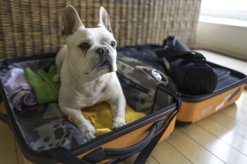 Dog sits in packed suitcase
