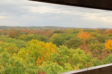 Photo from the top of the Kalberer Emergent Tower showing fall leaves