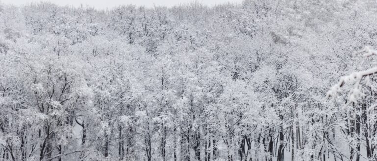 Photo of winter trees