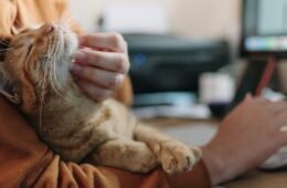 Closeup of a person petting a cat.