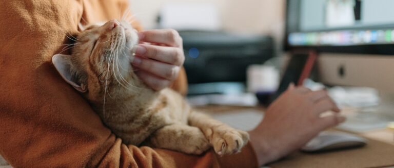 Closeup of a person petting a cat.