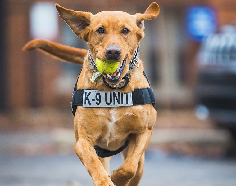 K9 Officer Spartie runs toward the camera with a tennis ball in his mouth and ears flopping