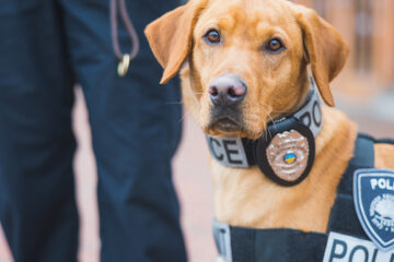 K9 Officer Spartie poses for the camera with a badge on his collar