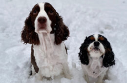 Photo of two dogs in the snow