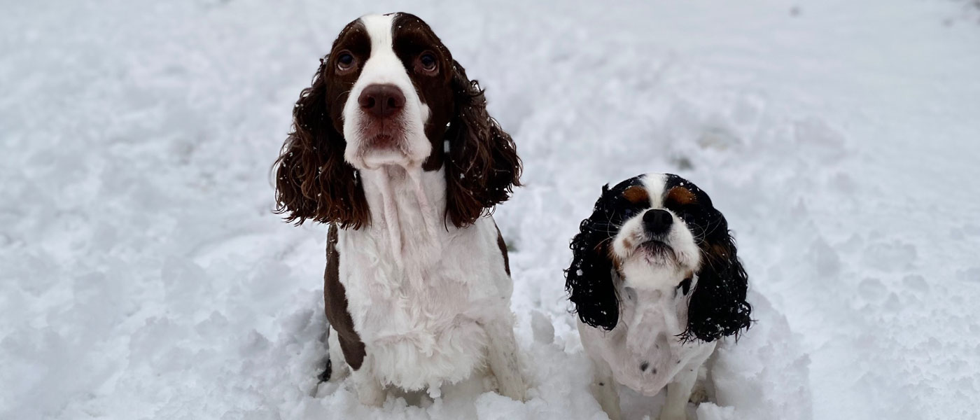 Photo of two dogs in the snow