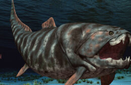 illustration showing prehistoric dunkleosteus pursuing a smaller fish