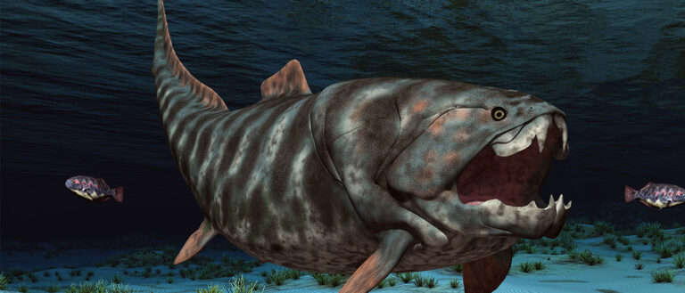 illustration showing prehistoric dunkleosteus pursuing a smaller fish