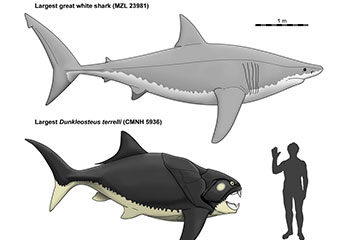 A graphic comparing the size of a great white shark to what is believed to be a smaller Dunkleosteus terrelli, with both compared to a typical human-sized figure
