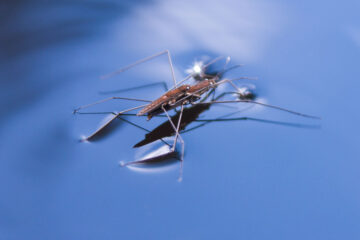 Photo of a water strider bug on top of water