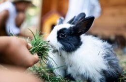 Kids feeding bunnies with grass. Two boys and a girl are feeding little bunnies. Closeup of a bunny