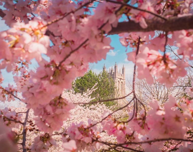 Close up of cherry blossoms captured by Nazar Tkachenko