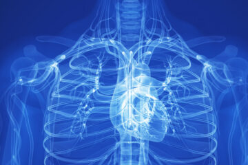 Digital rendering of a human chest with the heart highlighted