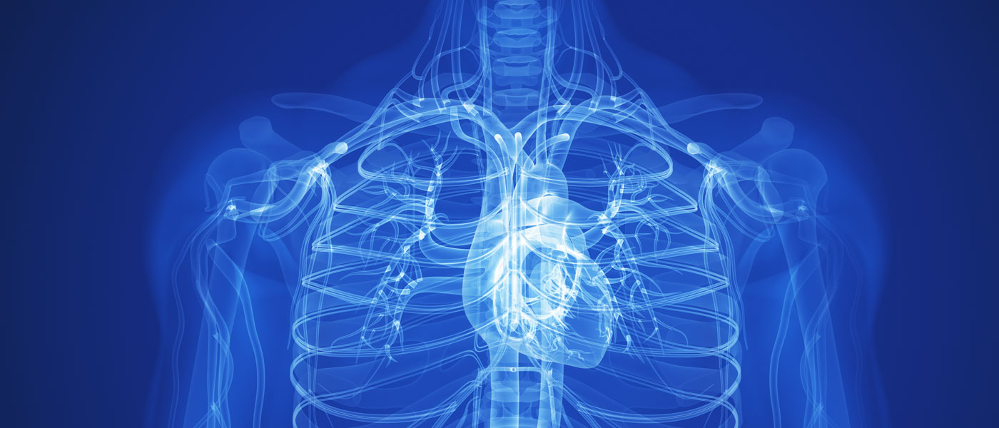 Digital rendering of a human chest with the heart highlighted