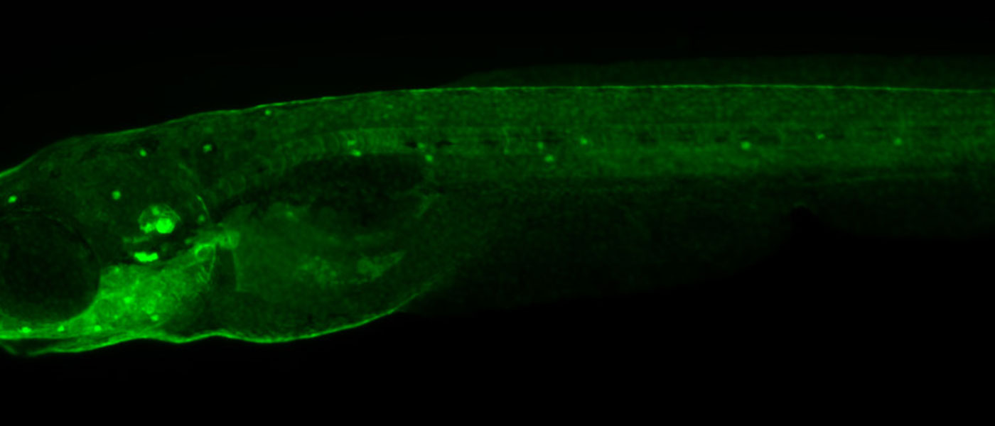 a microscopic image of a zebrafish in which the protein hair cells are dyed green