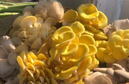 Close up of various mushrooms