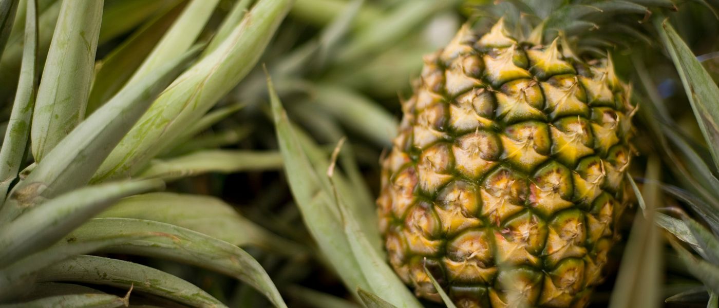 A ripe pineapple growing on the plant