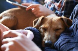 Dog sleeping on owner's lap