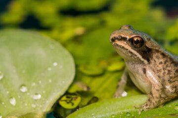 A baby wood frog sitting on a floating plant in a pond.