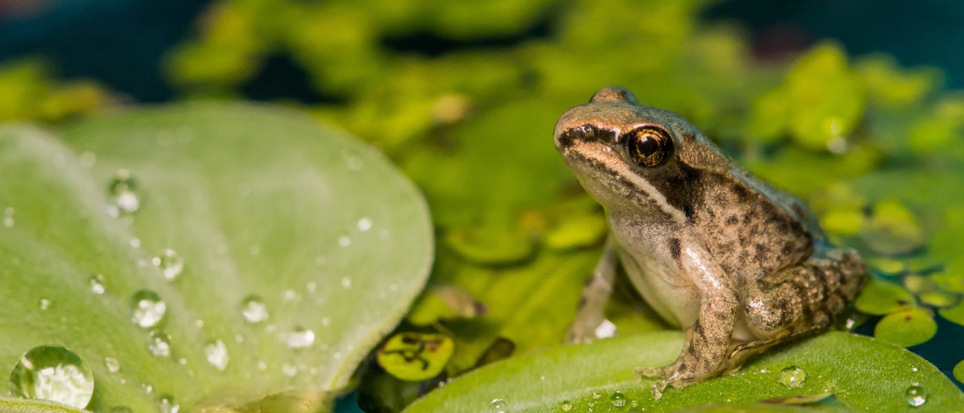 A baby wood frog sitting on a floating plant in a pond.