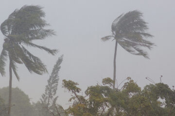 Photo of palm trees being blown in hurricane winds with a gray sky overhead