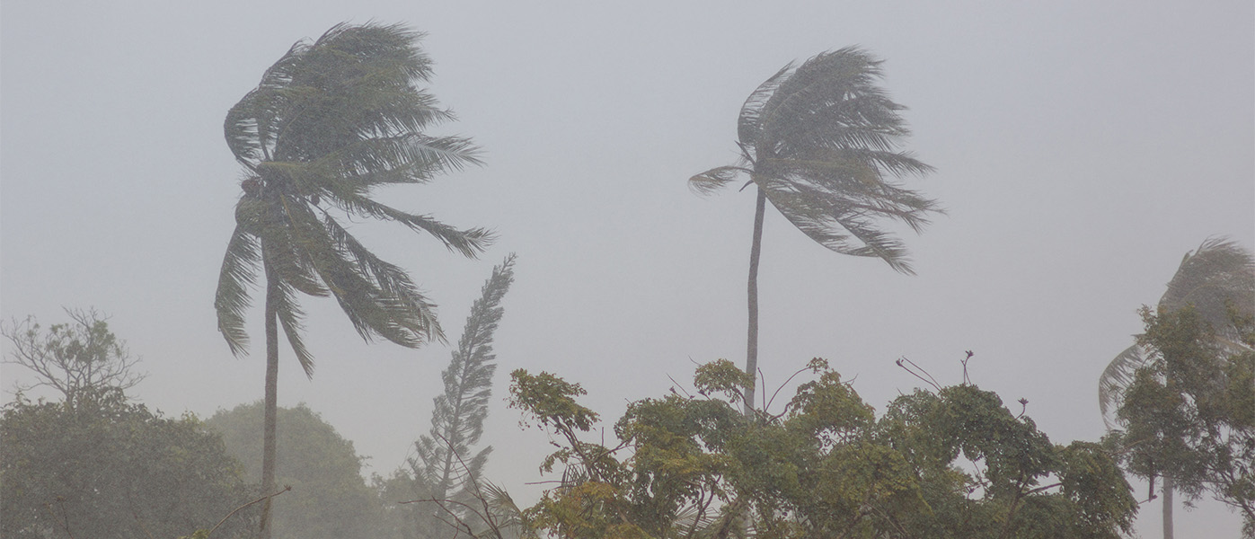 Photo of palm trees being blown in hurricane winds with a gray sky overhead