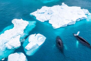 Aerial view of two Humpback whales (Megaptera novaeangliae) spouting and eating in front of an Iceberg at Ilulissat Icefjord, Affected by climate change and global warming, Greenland