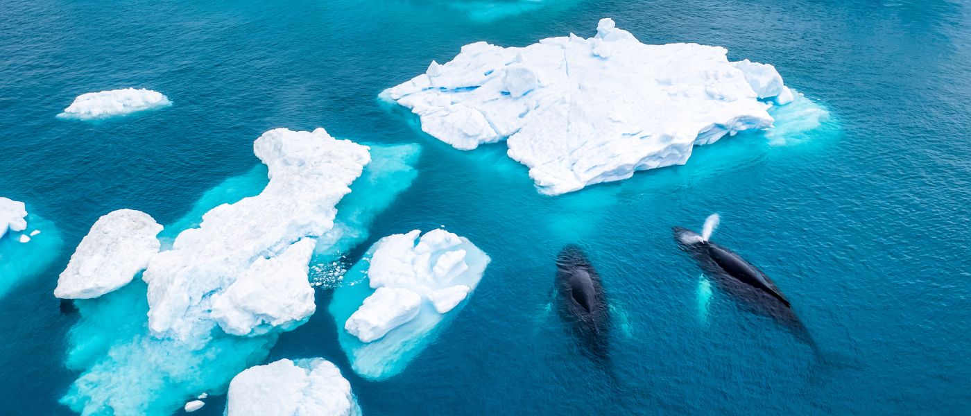 Aerial view of two Humpback whales (Megaptera novaeangliae) spouting and eating in front of an Iceberg at Ilulissat Icefjord, Affected by climate change and global warming, Greenland