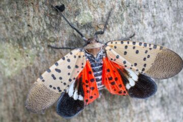 Top view of spotted lanternfly on a maple tree. Courtesy of Getty Images.