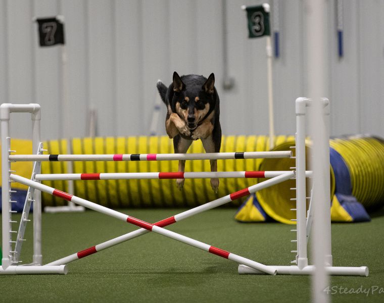 Photo of Kevin Lewis' dog Bernie training.