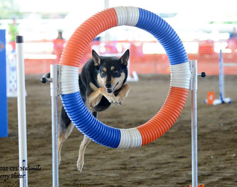 Photo of Kevin Lewis' dog Bernie training.