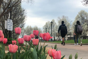 Photo of tulips on campus as people walk toward Kelvin Smith Library Oval in the background