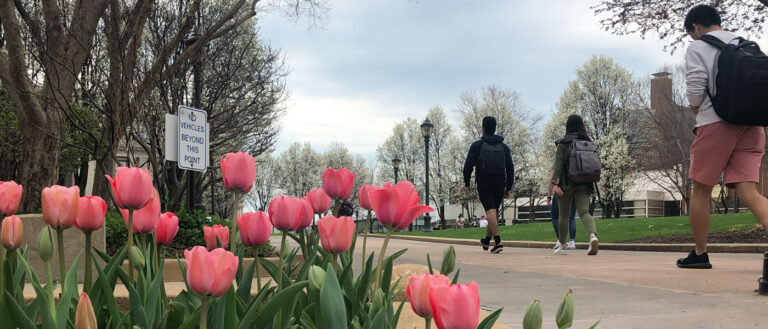 Photo of tulips on campus as people walk toward Kelvin Smith Library Oval in the background