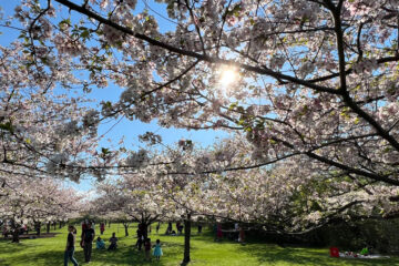 Photo of the cherry blossoms blooming at Brookside Reservation