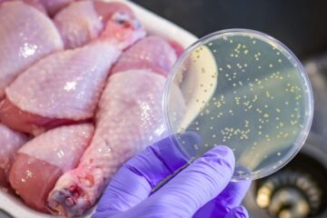 Bacterial culture plate with chicken meat at the background.